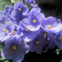 Фиалка :: Елена Семигина