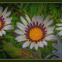 Фотозарисовка :: Владимир Кроливец