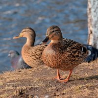 Всемирный день птиц. :: Татьяна Помогалова