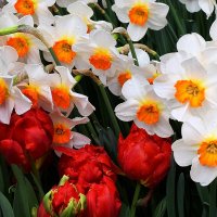 С юным месяцем апрелем! :: Татьяна Помогалова С юным месяцем апрелем! :: Татьяна Помогалова