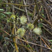 Верба :: Рита Симонова Верба :: Рита Симонова