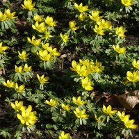 Эрантис (весенник) :: Рита Симонова