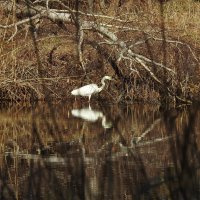 весна. цапля :: ИННА ПОРОХОВА