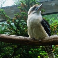 Смеющаяся Кукабарра или Гигантский зимородок :: Aida10 