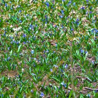 Пролесковая полянка :: Светлана Пролесковая полянка :: Светлана