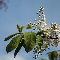 Черёмухи цвет :: Зоя Мишина Черёмухи цвет :: Зоя Мишина