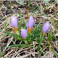 Мартовские. :: Лия ☼