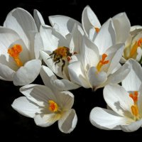 31 марта :: Михаил Бибичков