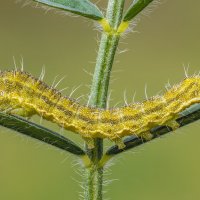 Гусеница.Совка хлопковая (лат. Helicoverpa armigera) :: Александр Григорьев Гусеница.Совка хлопковая (лат. Helicoverpa armigera) :: Александр Григорьев