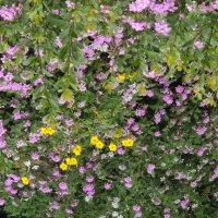 Первое апреля. Цветочный ковер. :: Светлана Хращевская Первое апреля. Цветочный ковер. :: Светлана Хращевская