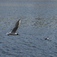 Над водой - полёт нормальный :: Елена Пономарева Над водой - полёт нормальный :: Елена Пономарева