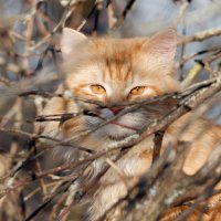 Кот, который построил гнездо... :: Александр 