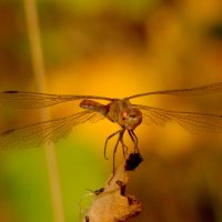 немного про стрекоз 3 :: Александр Прокудин немного про стрекоз 3 :: Александр Прокудин