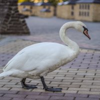 Неприкаянный лебедь прогуливается по старым улочкам Тирасполя :: Коля Лукашов