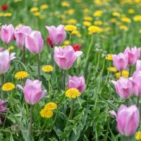 Апрельское цветочное многообразие :: Игорь Сарапулов