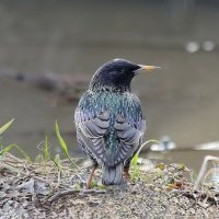 Вестник :: ZNatasha -