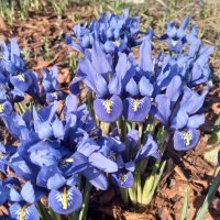 Иридодиктиум :: Сапсан 