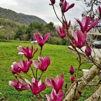 Магнолия Суланжа :: Tata Wolf