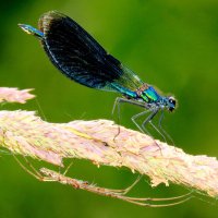 немного про стрекоз 7 :: Александр Прокудин