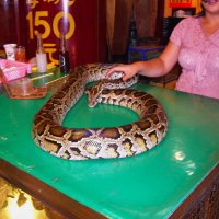 Если Вам не нравятся хомячки, кошечки и собачки, вы можете завести себе небольшого домашего питона. :: unix (Илья Утропов) Если Вам не нравятся хомячки, кошечки и собачки, вы можете завести себе небольшого домашего питона. :: unix (Илья Утропов)