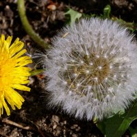 Одуванчики сентября. :: сергей ермошкин Одуванчики сентября. :: сергей ермошкин
