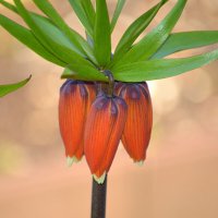 Императорский ) :: Татьяна Лютаева Императорский ) :: Татьяна Лютаева