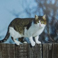 Гуляет по забору :: Людмила Смородинская