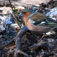 Зяблик. :: Владимир Безбородов Зяблик. :: Владимир Безбородов