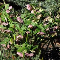 Морозник :: Рита Симонова