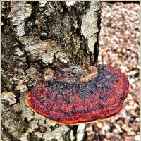 В весеннем лесу. :: Валерия Комова