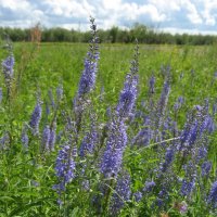 Вероника :: Anna Ivanova