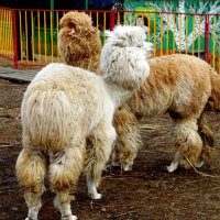 Две альпаки. :: nadyasilyuk Вознюк