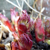 Весенние росточки. :: nadyasilyuk Вознюк