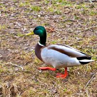 Шагом марш на поиски своей пары! :: Светлана 