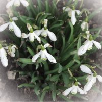 Подснежники :: Freddy 97