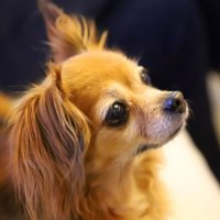 Zh :: Андрей Л. В.