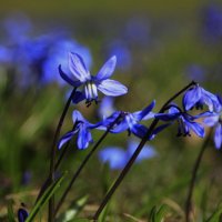 Ликует синий пролесок в апреле.. :: Татьян@ Ивановна