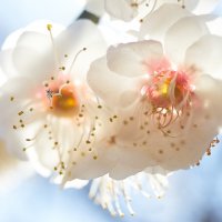 Сакура :: Лилия .