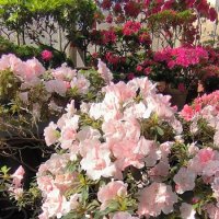 Субтропики ботанического сада. :: Ольга 