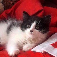 Пушок! :: Нина Андронова