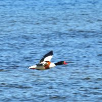 пеганка :: ИННА ПОРОХОВА