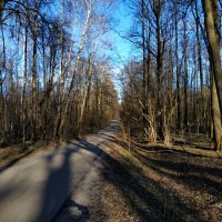 Апрель  как он есть в Лосином острове. Дороги, которые я выбираю :: Андрей Лукьянов