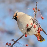Свиристель. :: Виктор Иванович Чернюк Свиристель. :: Виктор Иванович Чернюк