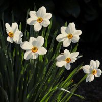 Доброе утро весны :: Юрий. Шмаков