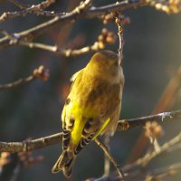 Зеленушка - вид сверху. Утро... :: Юрий Куликов