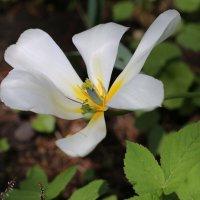 Тюльпан :: ZNatasha - Тюльпан :: ZNatasha -