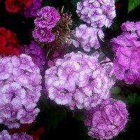 Летние :: Елена Семигина