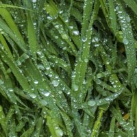 Серебро  дождя :: Валентин Семчишин