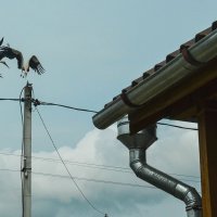 Борьба :: Татьяна Аникина