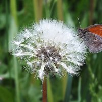 ** :: Зоя Мишина ** :: Зоя Мишина